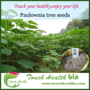 Touchhealthy supply paulownia tree seeds for saling